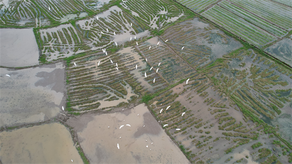 安遠縣欣山鎮(zhèn)：白鷺翩飛鬧春耕，繪出田園生態(tài)美